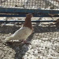 کله زرد|پرنده|بندر ماهشهر, |دیوار