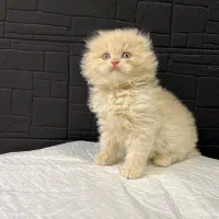 اسکاتیش لانگهیر کرم رنگ‌ زیبا (عکس اختصاصی)