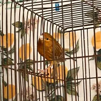 ماده قناری آماده راه براه|پرنده|مرودشت, مختارآباد|دیوار