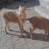 دوعددبزغاله دورگه سانن یکی نر یکی ماده