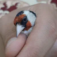 سهره|پرنده|بندر ماهشهر, |دیوار