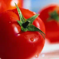 آبگیری گوجه