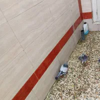 کبوتر جفت|حیوانات|اندیمشک, |دیوار