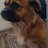 سگ‌ شتیزو پامرین