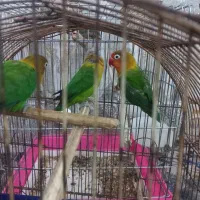 طوطی|پرنده|خرمشهر, |دیوار