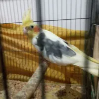 طوطی عروس مولد رنگ متفاوت