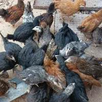 چوری مرغ دو .سه ماهه