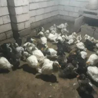 اردک|حیوانات مزرعه|شلمان, |دیوار