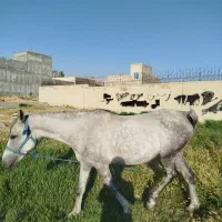 اسب مادیان کرد