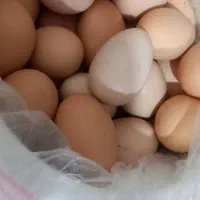 تخم مرغ خانگی