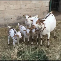 بز صلاله چهار قلوزا