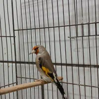 سهره کرمانی|پرنده|کرمان, |دیوار