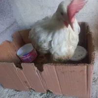 جوجله سالم