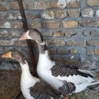 غاز|حیوانات مزرعه|تاکستان, |دیوار