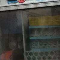 دستگاه جوجه کشی|لوازم جانبی حیوانات|زاهدان, |دیوار