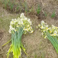 گل نرگس|گل و گیاه طبیعی|بهبهان, |دیوار