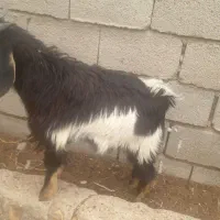 فروش کهره|حیوانات مزرعه|نی‌ریز, |دیوار