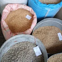 گندم ارزن|لوازم جانبی حیوانات|مشهد, رضاییه|دیوار