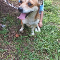 سگ اشپیتز ماده دو ساله