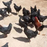 مرغ  بانرحمان..مهران