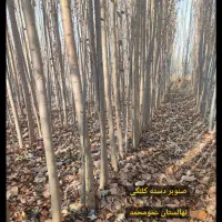 پسته پیوندی / صنوبر / انگور ایرانی|خدمات باغبانی و درختکاری|رشت, پیرکلاچای|دیوار