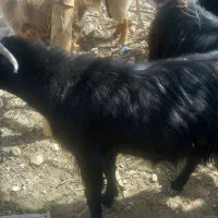 گوسفند بز نر چاق