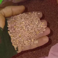 بذر مادر گندم آبی پیشگام آماده کاشت