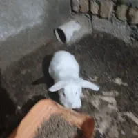 ۱۰تا خرگوش لوپ|موش و خرگوش|ملک‌آباد, |دیوار