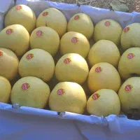 سیب کوهستانی|خوردنی و آشامیدنی|مهاباد (آذربایجان غربی), |دیوار