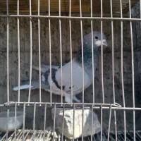 کبوتر