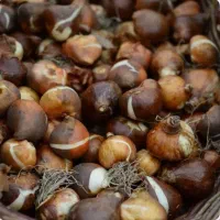 پیاز گل نرگس