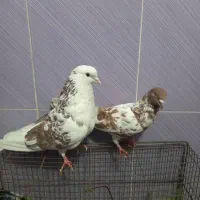 دوعدد کفتر پرشی