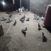 کفترا فروش وقعا زنگ بزن|پرنده|زابل, |دیوار