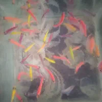 ماهی کالر ویدو|ماهی|اسلام‌شهر, مظفریه|دیوار