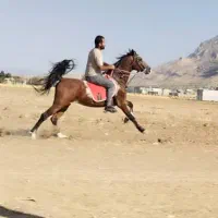 اسب|اسب و تجهیزات اسب‌سواری|شیراز, حسن آباد|دیوار