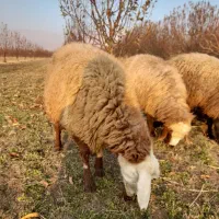 گوسفد|حیوانات مزرعه|اشنویه, |دیوار