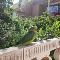 طوطیه گمشده