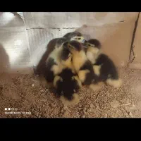 جوجه اردک17روزه پنج عددهنن