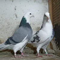 کبوتر بلند پرواز رودهن