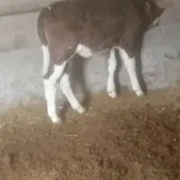 گوساله سیمنتال