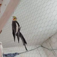 ابلغ|پرنده|قائن, |دیوار