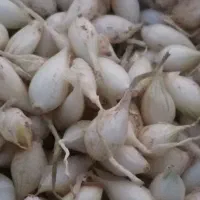 فروش‌ چند توری پیازغده مینروا