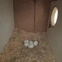 فروش یه جفت عروس هلندی