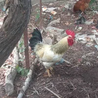 خروس اصل جنس درجه یک