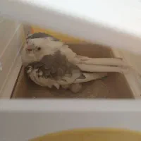 عروس هلندی نر آلبینو ابلغ|پرنده|هرسین, |دیوار