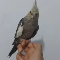 عروس هلندی سفید و خاکستری