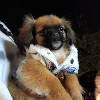 هاپو کوچولو های عروسکی مینیاتوری