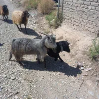 یک‌عدد‌بزغاله‌‌نر‌‌‌چاق‌‌‌‌قیمت‌‌‌‌‌توافقی