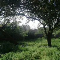 باغچه-600-متری-در-جاده-ال-یولی-روستای-تازه-کند
