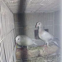 جوجه هفترنگ